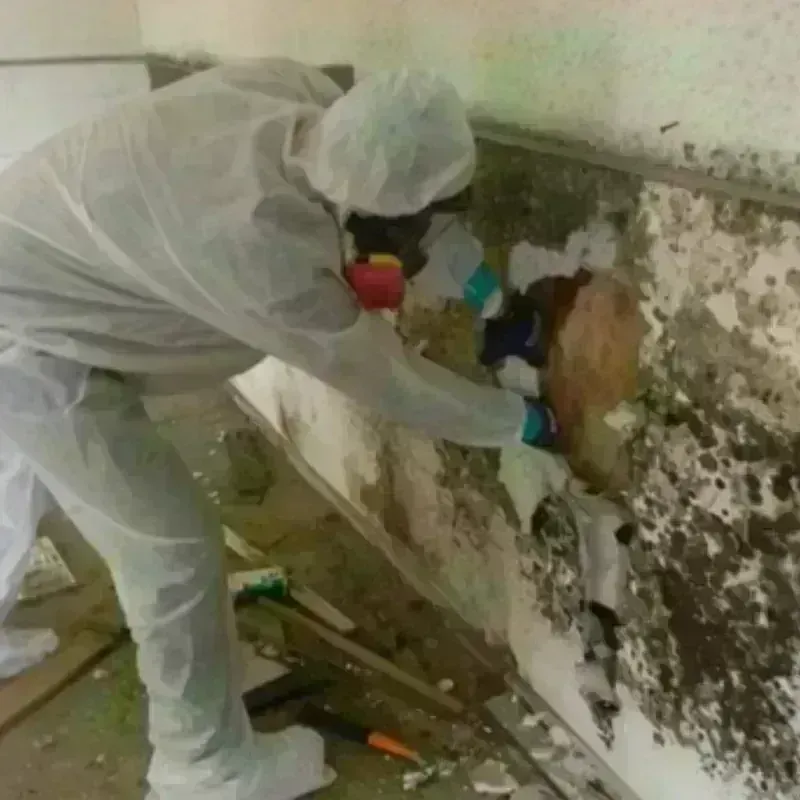 Mold Remediation and Removal in Wasco, IL